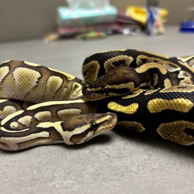 shinya_FNC's profile picture. cbr600rr / JADE HYBRID / ボールパイソン×3 /ウォーターパイソン/ 猫×2