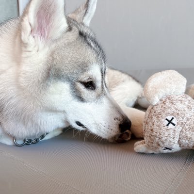 シベリアンハスキーのサム(2023.12.18🎂2024.03.31🏠)おなかよわお / ミセスとCreepy Nutsがすきです