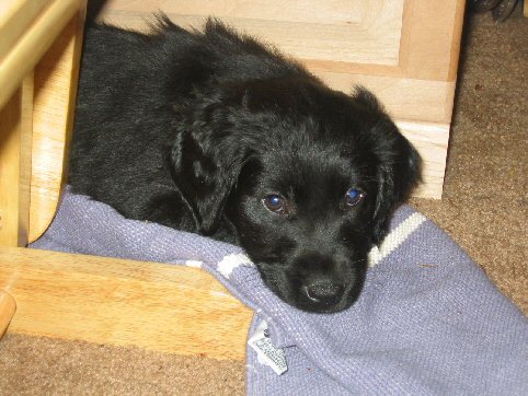 DarlindaD's profile picture. Proud member of the #SPNFamily #AlwaysKeepFighting #GISHWHES2016