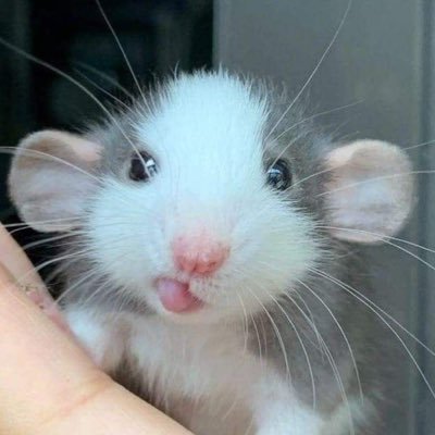 raton2907's profile picture. mala pero cutieeee 相互 .🪐. 21:)  Ψ