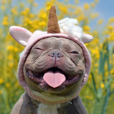 Doggies0000E's profile picture. 