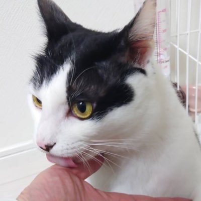 式神カノエ🐾🐈‍⬛🎤さんのプロフィール画像
