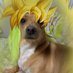 Colus (@collosalfkery) Twitter profile photo Colus (@collosalfkery) Twitter profile photo