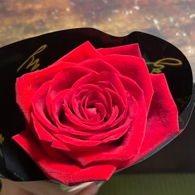 chicoliate's profile picture. tinwhistle/flute @Lilly_Nana_Rye_ @ceilidoze メンバー