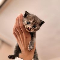 mohikan777 (@savitarflash666) 's Twitter Profile