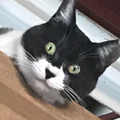 aotan_mia's profile picture. 雪月心愛ちゃん（@miamia_1227）推し みぃあちゃんがいちばん！🐶🦅@KARIWORI_INWS @HANON_INWS