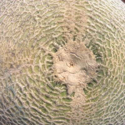 gulutaminsann's profile picture. 生物系のお勉強と英語のお勉強をしている学部生です TOEICとてもとてもとてもとても苦手です