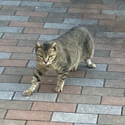 どにゃさんのプロフィール画像