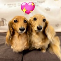 VTECアマチュアRACER@Dachshunder (@racervtec) 's Twitter Profile Photo