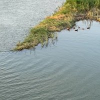 akaumigame (@acaumigame) 's Twitter Profile Photo