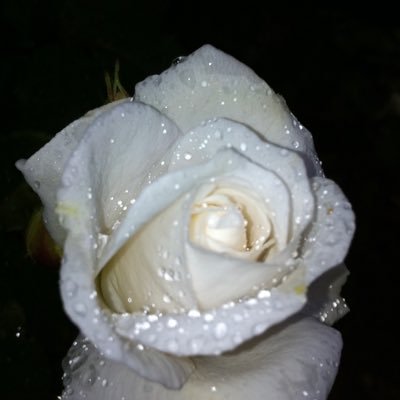 edsboot's profile picture. 