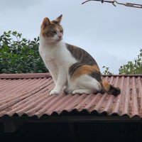 stella (@stella_948) 's Twitter Profile