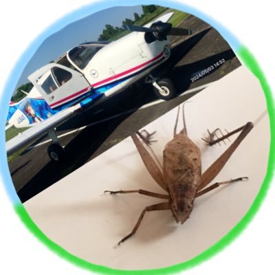 まーくん/航空機と直翅目が好きな人🚁🦗 (@M_kun258) / Posts / X