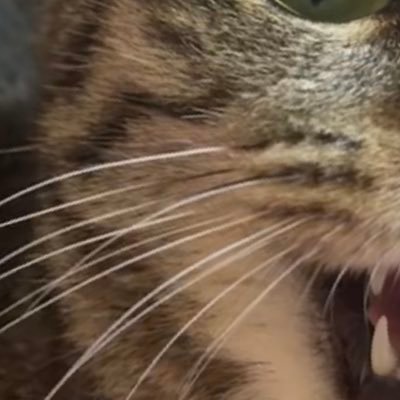 Roseliasayo18's profile picture. 完全趣味垢！