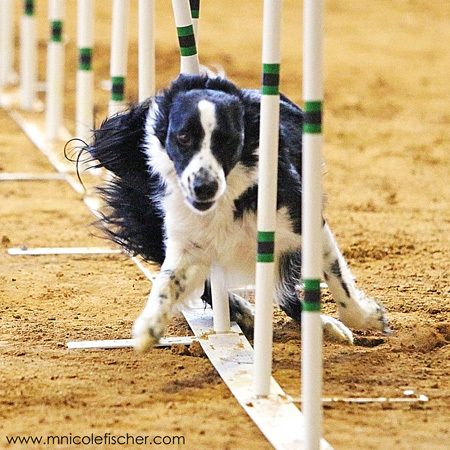 mmoteach's profile picture. English teacher with a passion for agility, both instructing and competing.
