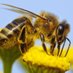 busy as bees๐ (@hasheemsal62577) Twitter profile photo busy as bees๐ (@hasheemsal62577) Twitter profile photo
