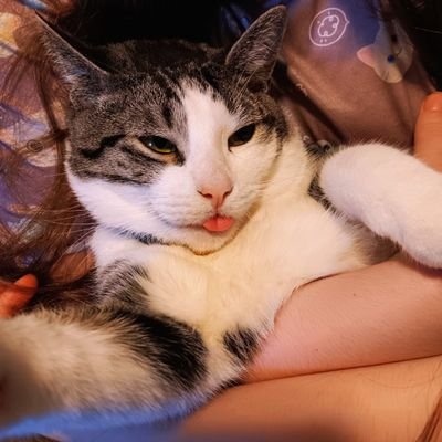 LadyMerkin's profile picture. 