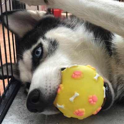 Fly2up's profile picture. 專業鏟屎💩，拾年有餘🤘， 家有二狗🐶，服待到老😊， 时常搭讪😜，如有冒范😉，多多包涵🤝