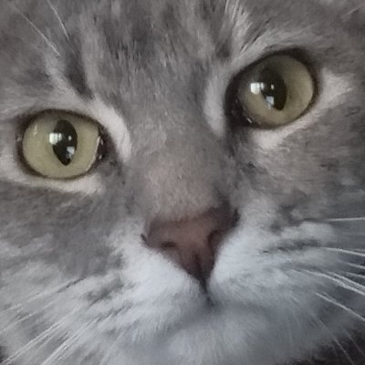 Dog & Cat person.
acc: Tank Studio(Webtoon). and Yoru_Tsukihiko on Wattpad.|Artist 🎨|Writer📖|script writer|soon to be 3d Animator|stb gamedev