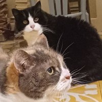 Vita Luna Books 📚 Lost and Found 📚 (@booksvita) 's Twitter Profile