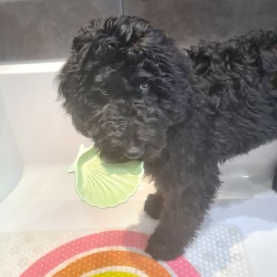 maddymoo2693's profile picture. 🚑 Batting C-PTSD, Depression and Anxiety and all the challenges that brings while working Full Time. Mental Health First Aider. 
All views are my own