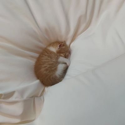 عاشق پیشه گربه🐈⬛
دل در گرو نی نی ها دارم..👶🏻
mid🤰🏻✌🏻