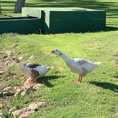 joel05850443's profile picture. Manchester United