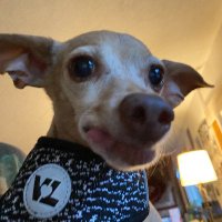ratdogenthusiast (@thneed4rent) 's Twitter Profile