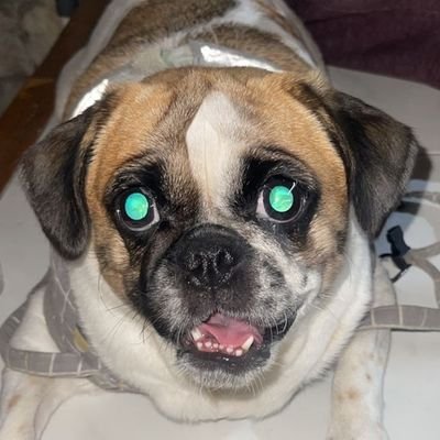 elonkemtod's profile picture. 