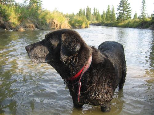 WoodlandsVet's profile picture. We are an animal hospital, dental centre, and groomer all rolled into one. We are passionate about pets and being part of Calgary's animal lover community!