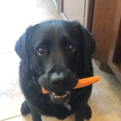 mbhmontana's profile picture. 🇺🇸 save America!🍊 ultraMAGA