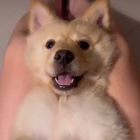 lufeein (@lufeeinnicolet) 's Twitter Profile