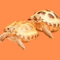 すずき ももこ (@kongarikametan) 's Twitter Profile Photo
