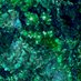 Emerald Groyper (@emeraldgroyper) Twitter profile photo Emerald Groyper (@emeraldgroyper) Twitter profile photo