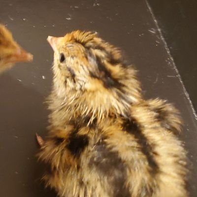 kitazawaUzura's profile picture. 誰でもどうぞ( ᐛ ) #ウズラ 名前 ♀:きーちゃん、くーちゃん、なみちゃん、えるちゃん、みーちゃん、しろちゃん、ひーちゃん ♂:ビビちゃん、グレちゃん、よるちゃん、むーちゃん