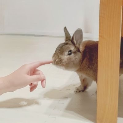 wIf1zsLq3zzP9T5's profile picture. 🐇ｳｻｷﾞ(🐰koro)&🍀日常垢　　　　　　　　　　　　　　　　　　　
　　　　　　　　　　　　　　　　　　　　　　　　　　　　　　　　　　　　　　　　　🎮️ﾌｧﾝｷﾙ☆悶絶☆exp