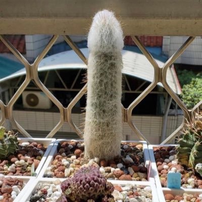 XTairen64911's profile picture. 