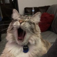 Kitty Mom (@kittymom948752) 's Twitter Profile