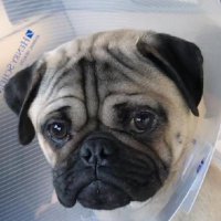 Xiang Zhu (@zhumaimai) 's Twitter Profile Photo