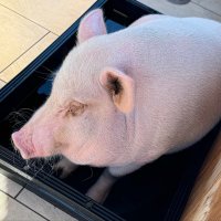 ᥴꪖᥴꪻꪊᦓ (@cactus_and_boob) 's Twitter Profile Photo