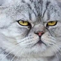 shuckmia (@tur_kh2) 's Twitter Profile