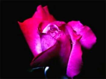 I am creating the dream of my life, wishing everyone to join & prosper on a good basis of social communication!