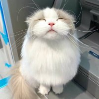Chudalee (@chudalee) 's Twitter Profile