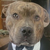 Taz (@taz1365244) 's Twitter Profile Photo Taz (@taz1365244) 's Twitter Profile Photo