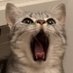 🐈 (@i_love_me_owo) Twitter profile photo 🐈 (@i_love_me_owo) Twitter profile photo