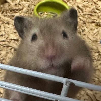 Minato_negima's profile picture. ねぎま(2019.5.9～2021.4.29🌈)とあさぎ(2022.3.10～2024.9.13🌈)ともねま(2023.7.1～2025.7.26🌈) せつぴかくろ(2024.3.13～ せつ2025.6.24🌈)しろ(2025.6.22～) #Apex #ハムスター #競馬