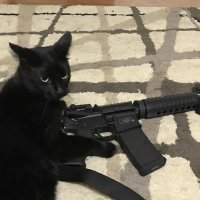 kuroro (@btc_cats) 's Twitter Profile