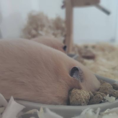 ていへんさんのプロフィール画像