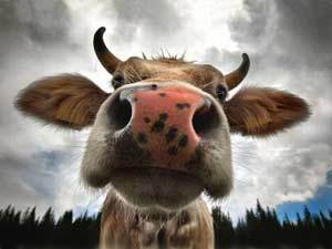 GippyAgChat's profile picture. Since 1997, non-profit group Agribusiness Gippsland has helped support regional agribusiness