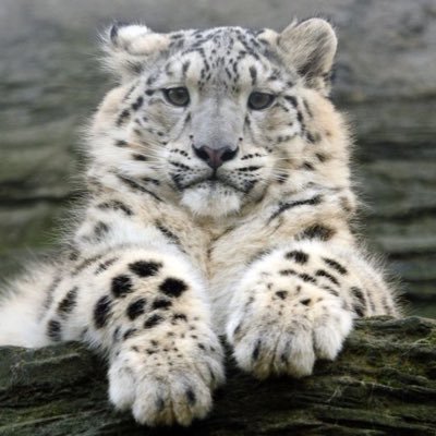 burnleyilse's profile picture. more active on @brambleclaws